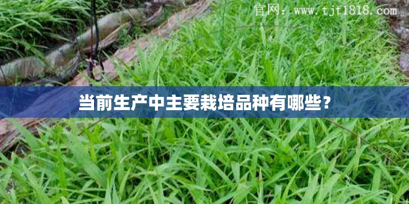 当前生产中主要栽培品种有哪些？