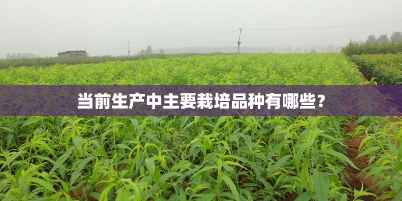 当前生产中主要栽培品种有哪些？