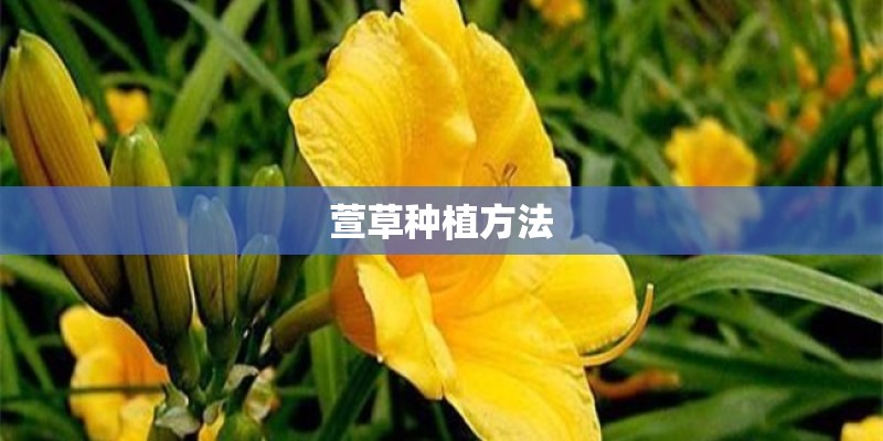 萱草种植方法