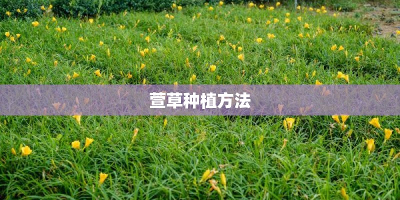 萱草种植方法