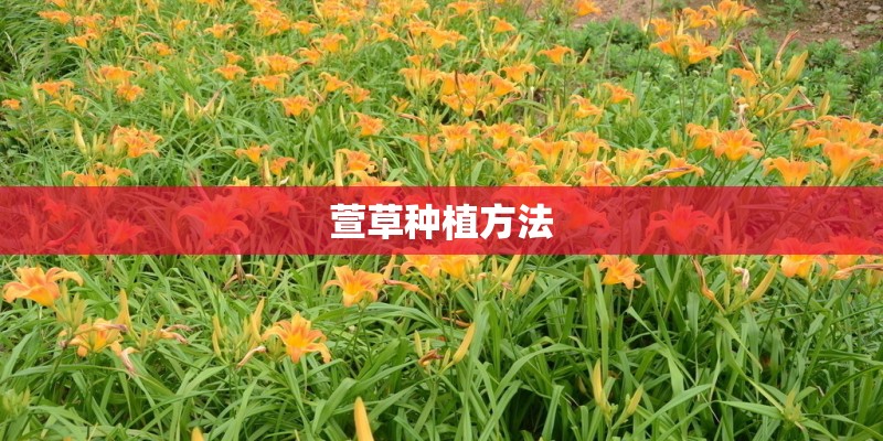 萱草种植方法