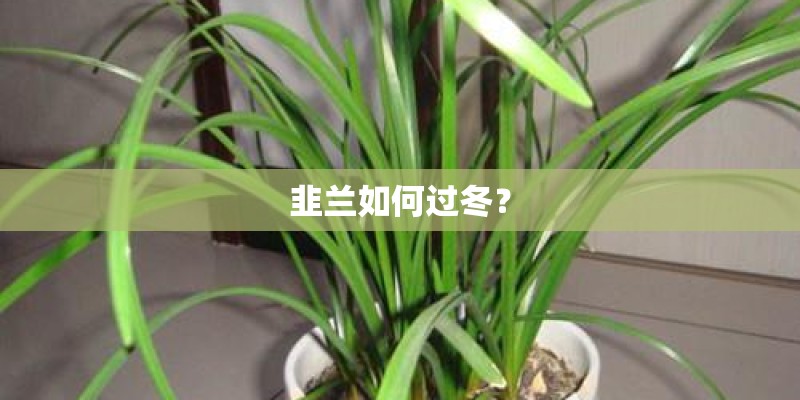 韭兰如何过冬？