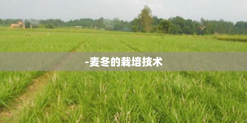 -麦冬的栽培技术
