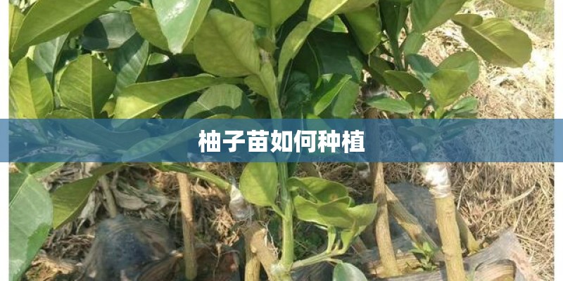 柚子苗如何种植