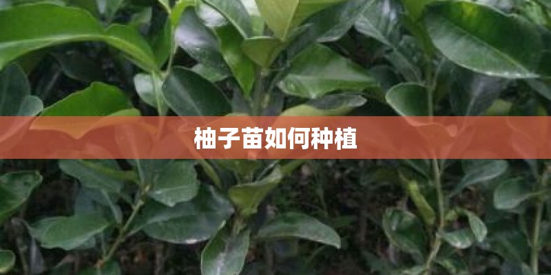 柚子苗如何种植