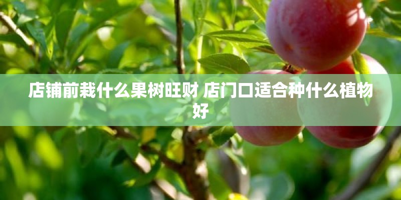 店铺前栽什么果树旺财 店门口适合种什么植物好