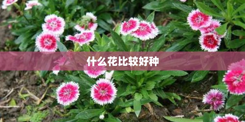 什么花比较好种