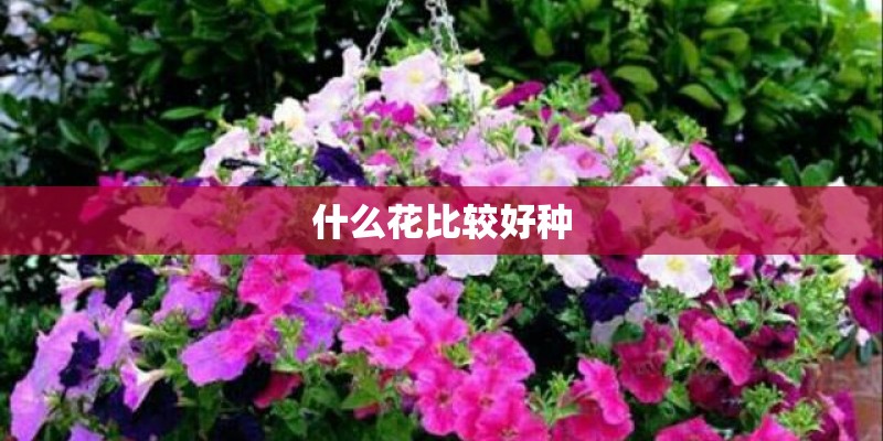 什么花比较好种
