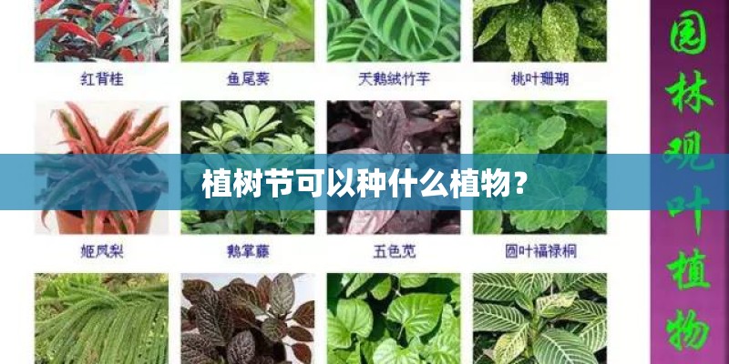 植树节可以种什么植物？