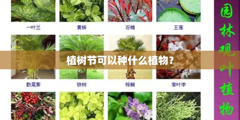 植树节可以种什么植物？