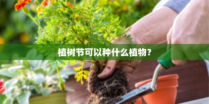 植树节可以种什么植物？