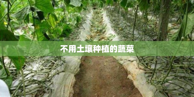 不用土壤种植的蔬菜