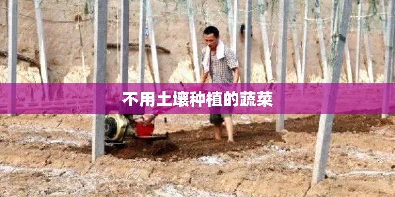 不用土壤种植的蔬菜