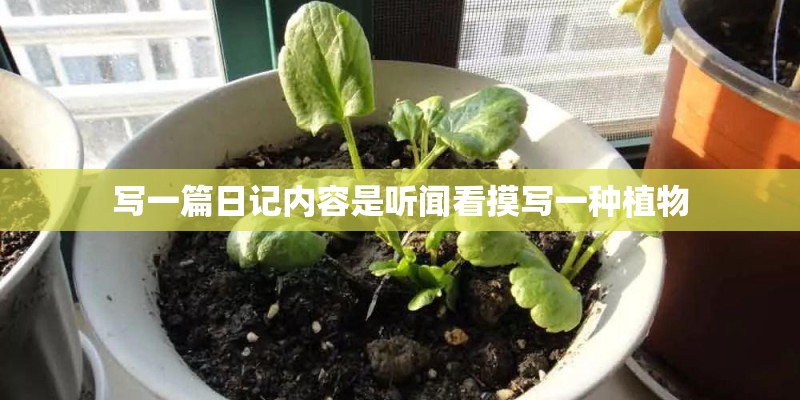 写一篇日记内容是听闻看摸写一种植物