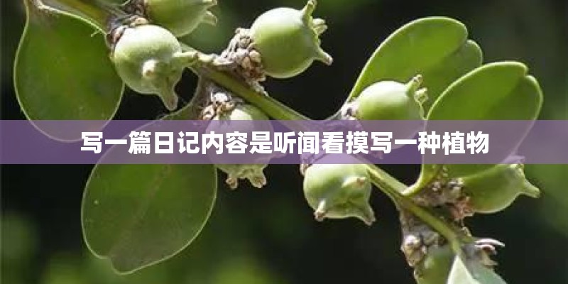 写一篇日记内容是听闻看摸写一种植物