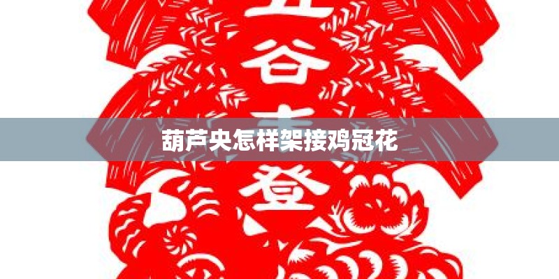 葫芦央怎样架接鸡冠花