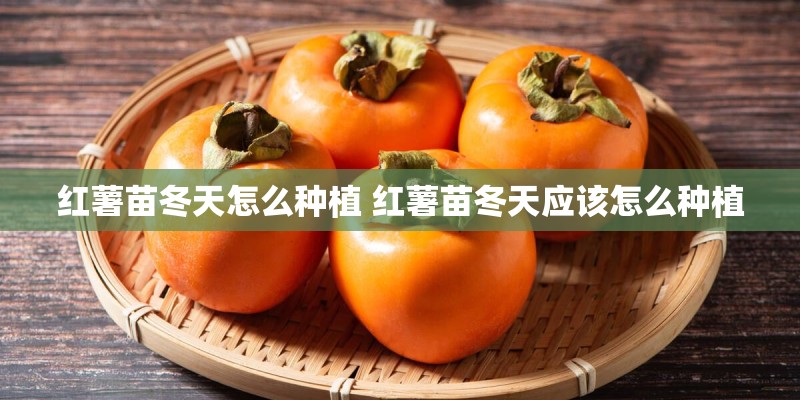 红薯苗冬天怎么种植 红薯苗冬天应该怎么种植