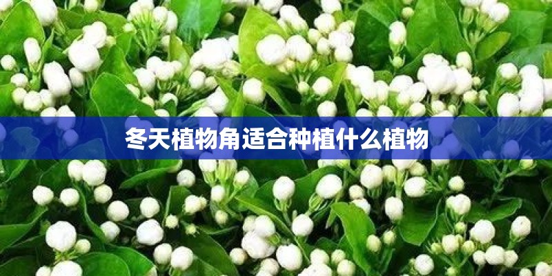 冬天植物角适合种植什么植物