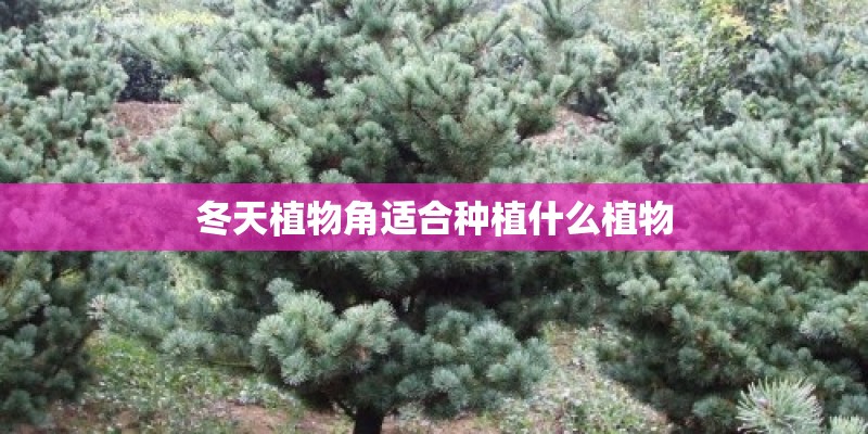 冬天植物角适合种植什么植物