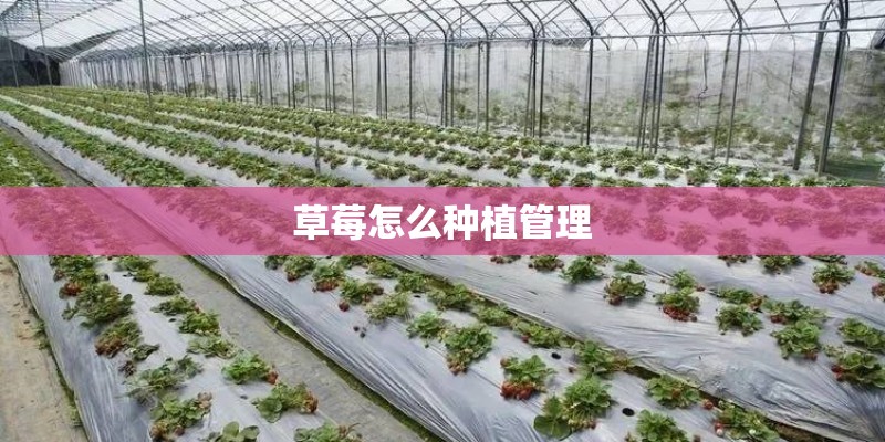 草莓怎么种植管理