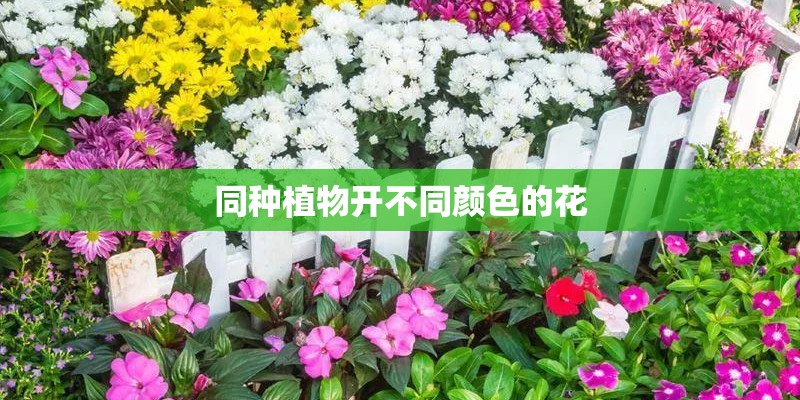 同种植物开不同颜色的花