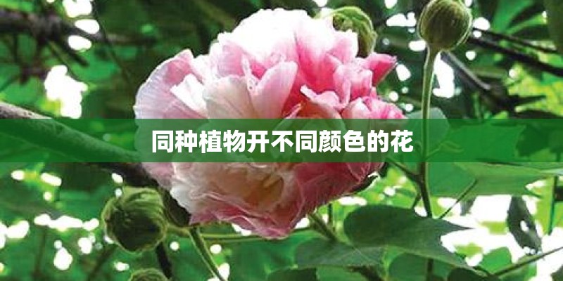 梦见家里长植物的预兆