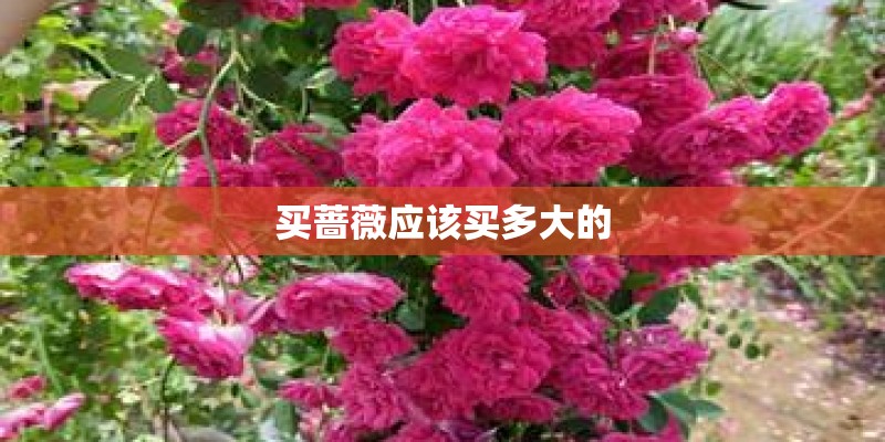 买蔷薇应该买多大的