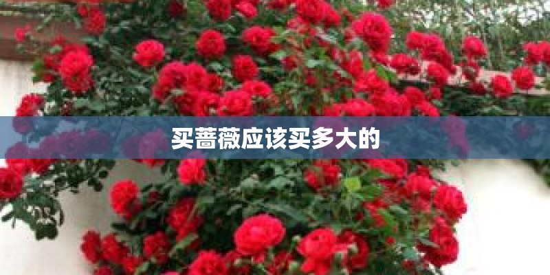 买蔷薇应该买多大的