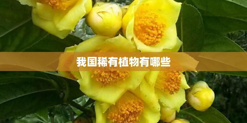 我国稀有植物有哪些