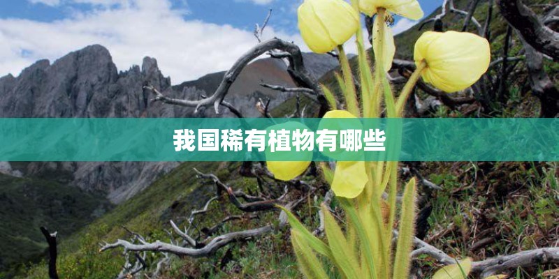 我国稀有植物有哪些