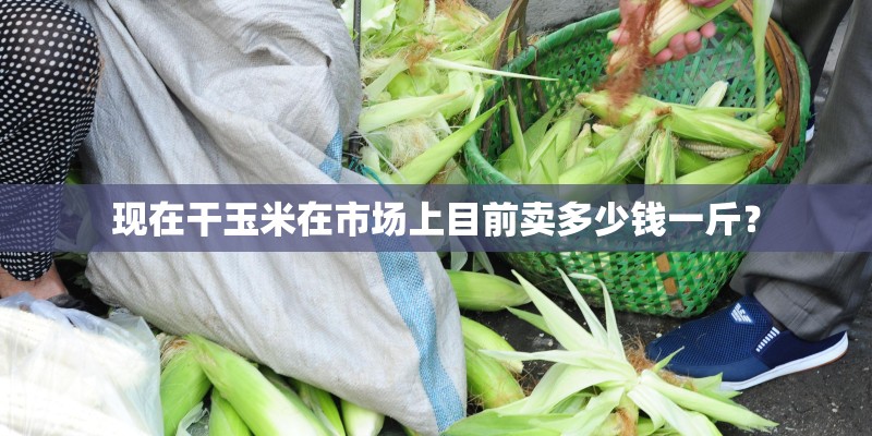 现在干玉米在市场上目前卖多少钱一斤？