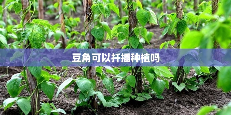 豆角可以扦插种植吗