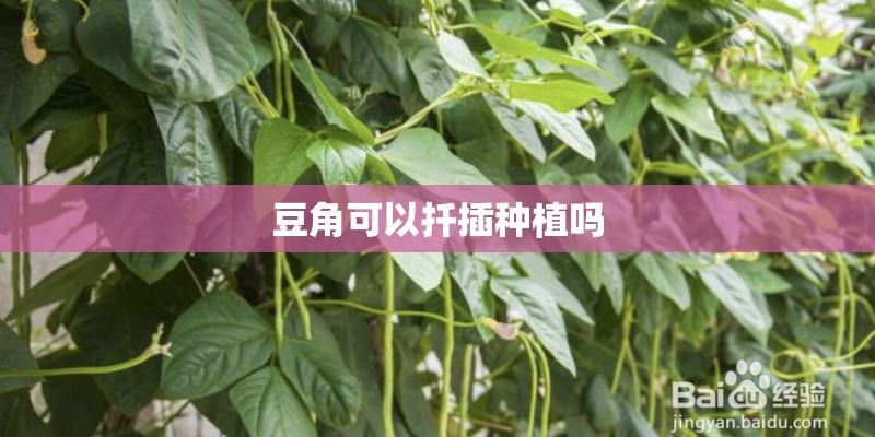 豆角可以扦插种植吗