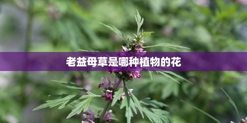 老益母草是哪种植物的花