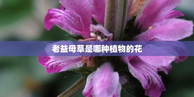 老益母草是哪种植物的花