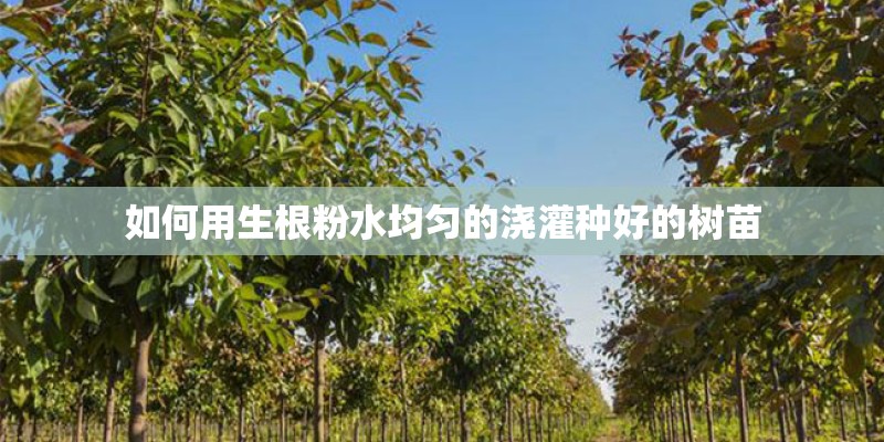 如何用生根粉水均匀的浇灌种好的树苗