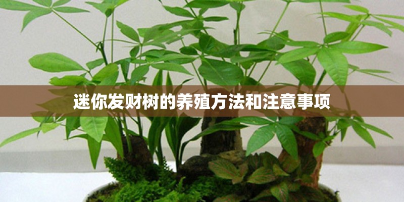 迷你发财树的养殖方法和注意事项