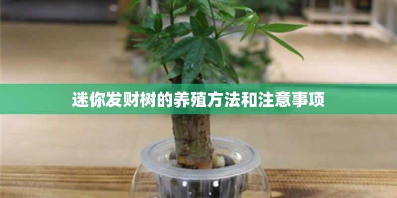 迷你发财树的养殖方法和注意事项