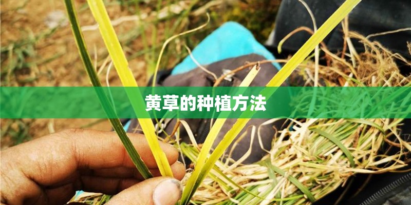 黄草的种植方法