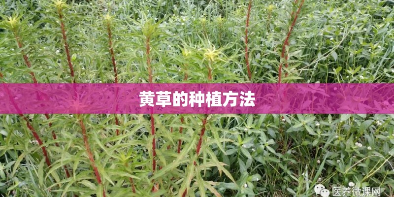黄草的种植方法