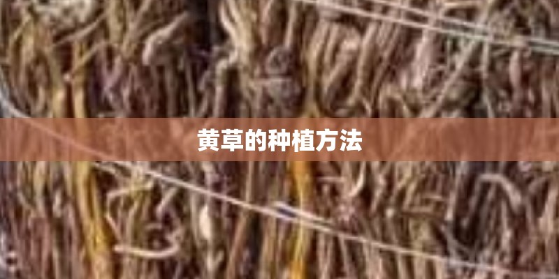 黄草的种植方法
