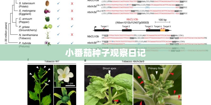 小番茄种子观察日记