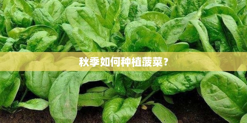 秋季如何种植菠菜？