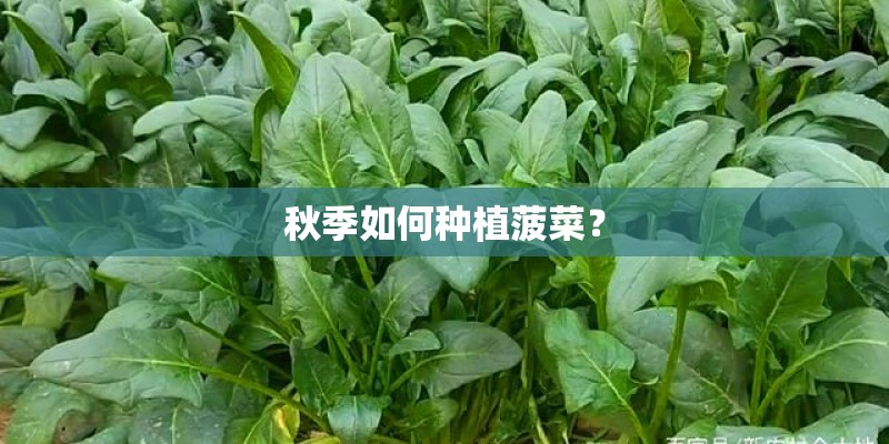 秋季如何种植菠菜？
