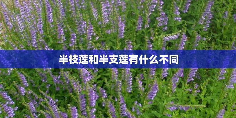 半枝莲和半支莲有什么不同