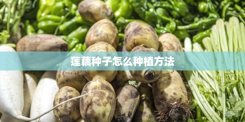 莲藕种子怎么种植方法