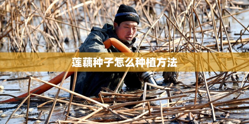 莲藕种子怎么种植方法