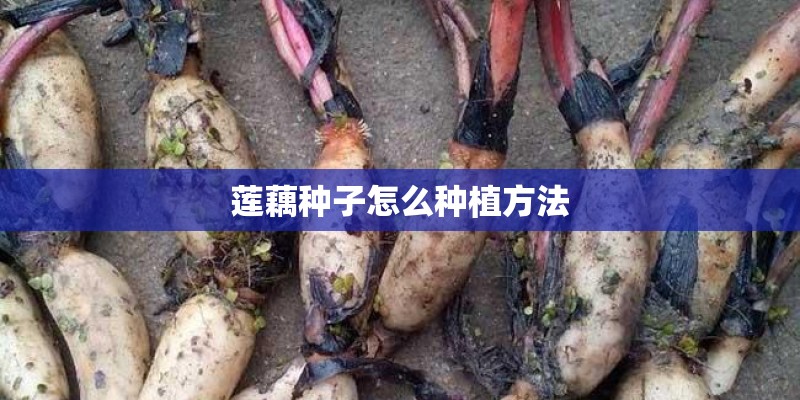 莲藕种子怎么种植方法