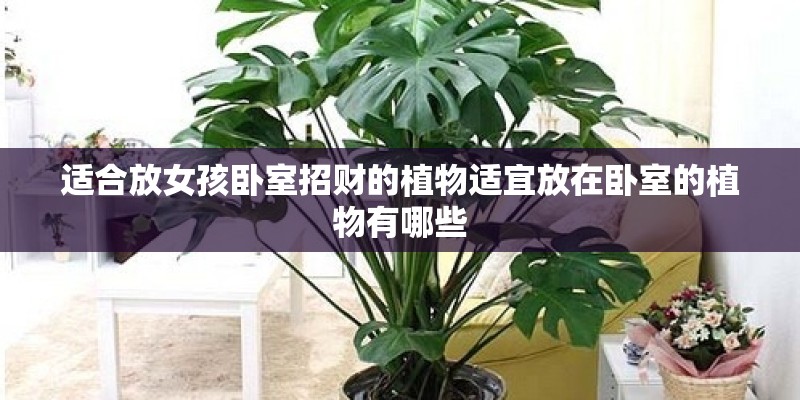 适合放女孩卧室招财的植物适宜放在卧室的植物有哪些 适合放女孩卧室招财的植物适宜放在卧室的植物有哪些