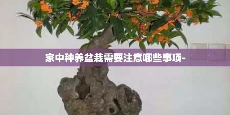 家中种养盆栽需要注意哪些事项-
